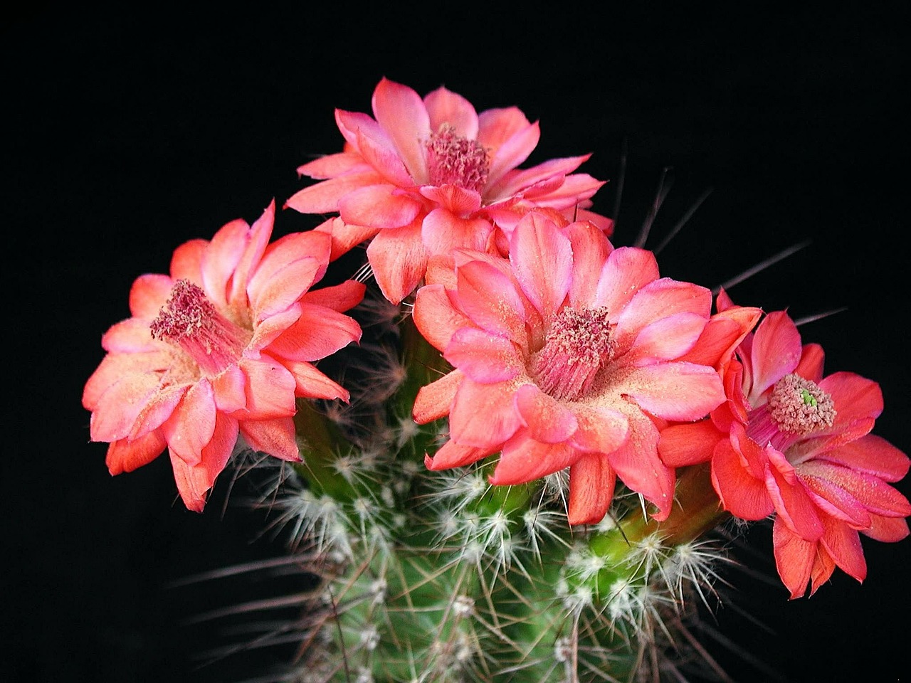 kaktusowy kwiat